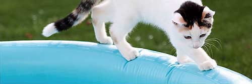 Cat on pool